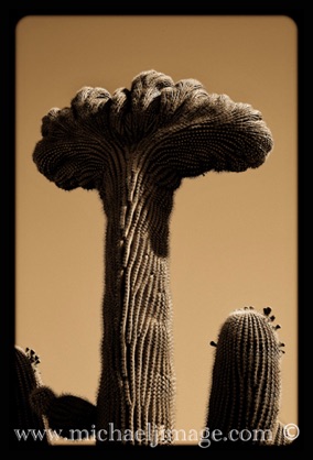 "crested saguaro"
saguaro national forest, tucson, az.